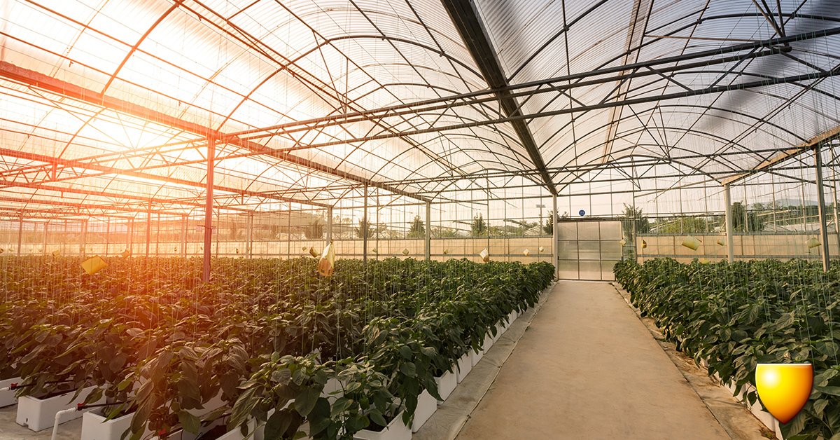 Maakt een derde inbreuk op jouw kwekersrechten? Of wil je weten welke regelgeving op jouw bedrijf van toepassing is? Neem contact met onze gespecialiseerde advocaten. bit.ly/2Na5s2L #agrarischrecht #agrarier #glastuinbouw #advocaat #advocatenkantoor #advies #juridisch