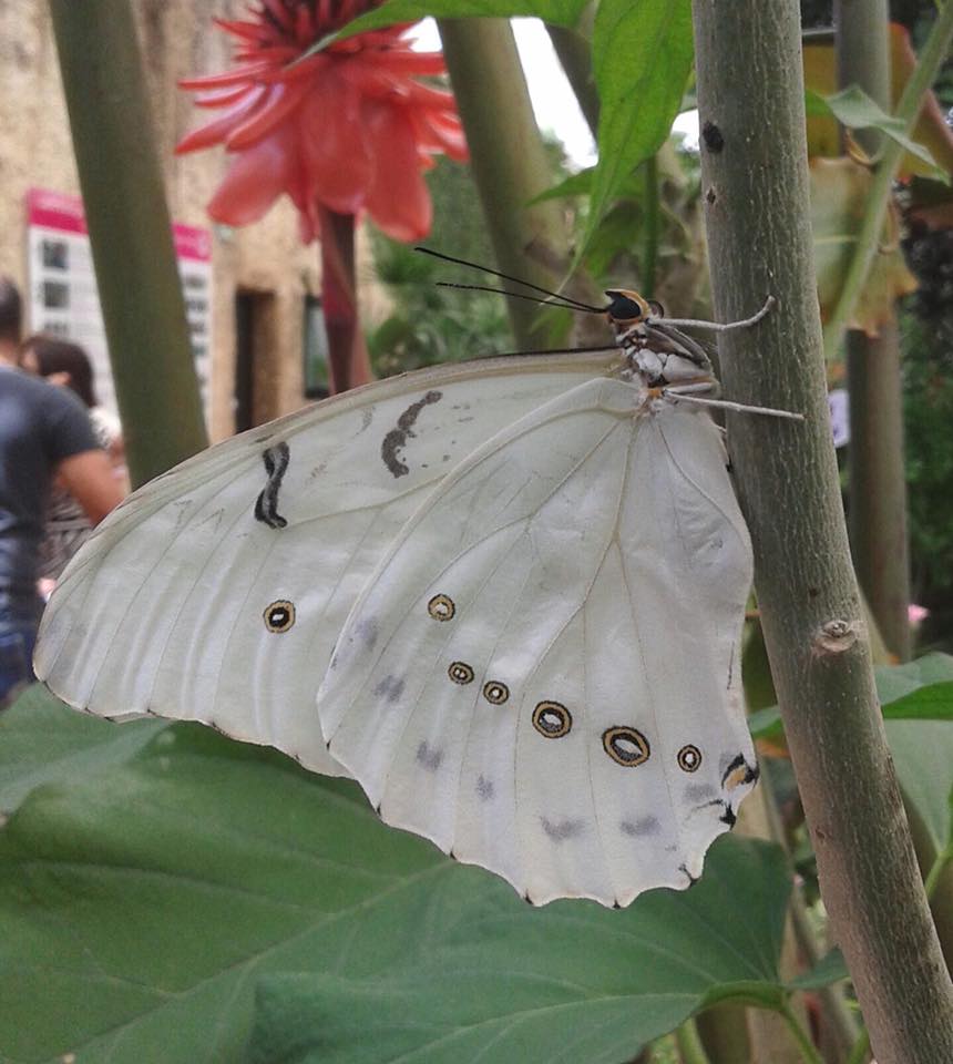 Los Lunes son para Lograr tus objetivos!
#Mariposario #mariposas en #LaCostadelSol
Mondays were made to achieve your Goals!
#Benalmádena #ButterflyPark