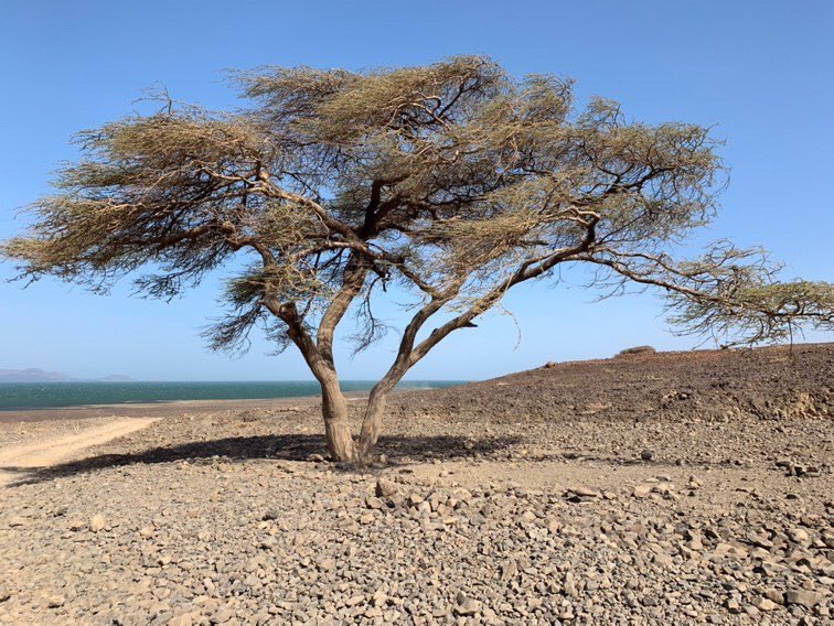 desertroselodge's tweet photo. How is your week looking? Off the beaten track destinations await you 😃😃
Happy new month. Happy new week.
#shoresoflaketurkana #desertroselodgekenya #expertsofthenorth #tembeakenya #laketurkana #views #lavarocks #magicalkenya🇰🇪 #adventures #safaris #explore #stunningviews https://t.co/59xp6upu63
