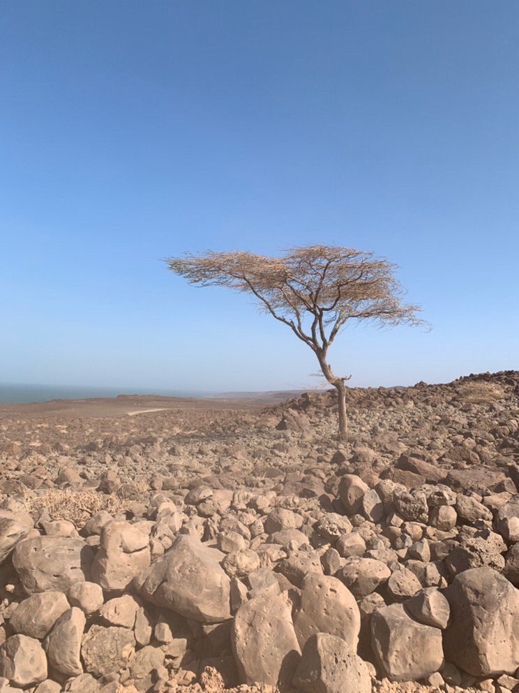desertroselodge's tweet photo. How is your week looking? Off the beaten track destinations await you 😃😃
Happy new month. Happy new week.
#shoresoflaketurkana #desertroselodgekenya #expertsofthenorth #tembeakenya #laketurkana #views #lavarocks #magicalkenya🇰🇪 #adventures #safaris #explore #stunningviews https://t.co/59xp6upu63