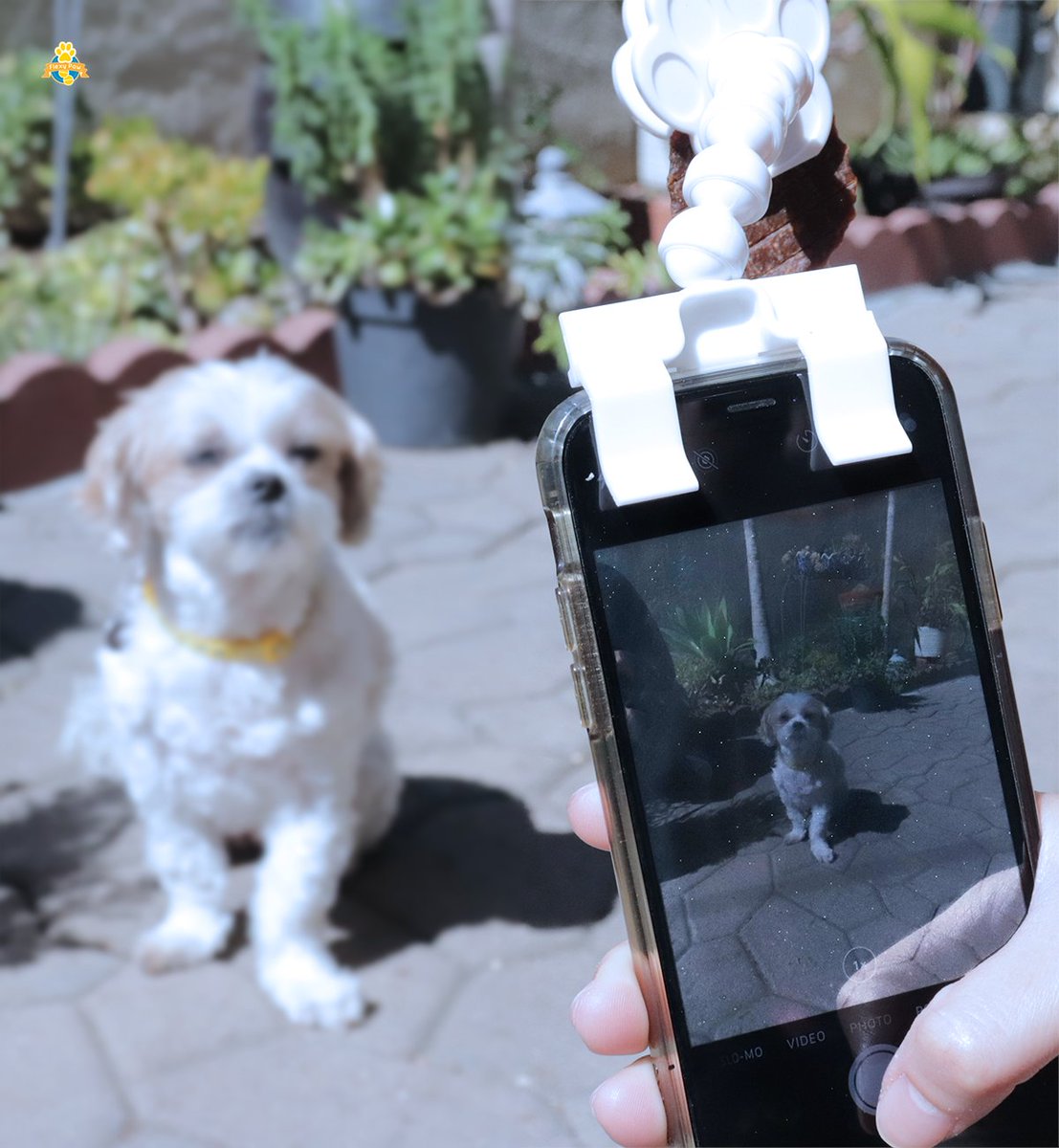 PawChamps's tweet photo. I'd rather sunbathe than take pictures... 

#FLEXYPAW #dogs #dogstagram #dogsofinsta #dogsofinsta #petsofinsta #petsofinstagram #petsofinstagram #poochselfie #dog #puppies #phodographer #foodie #doggo https://t.co/ilIgpvf146