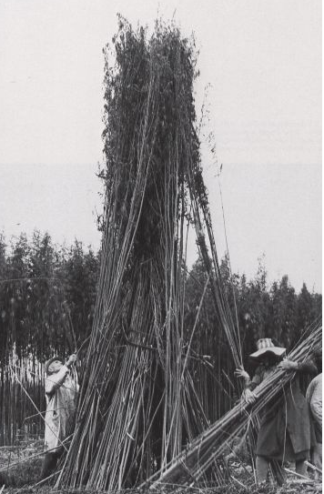 chanebau's tweet photo. Environ 7 m de haut, voila le vrai potentiel du chanvre naturel cultivé en Italie, jusque dans les années 1960, sans aucun contrôle de THC. Le "chanvre industriel" actuel, sélectionné à 0,2% de THC, plafonne à 3m 50 : 2 fois moins de rendement !
#chanvre #cannabis #culture https://t.co/6qHrIbVh2o