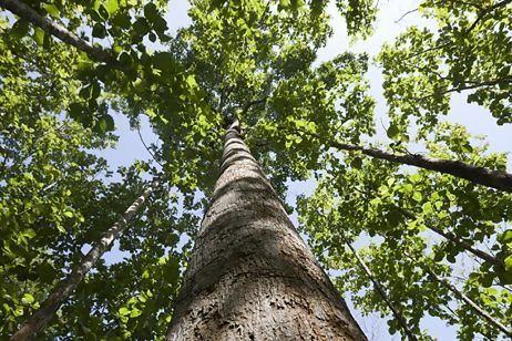 CCG_Trust's tweet photo. 1000 farmers in Ghana are set to receive training on conservation of the African Teak - an endangered tree species - thanks to a collaboration involving Institute of Nature and Environmental Conservation (INEC).

https://t.co/AMQiHOVhz2 https://t.co/PooClY7FrE