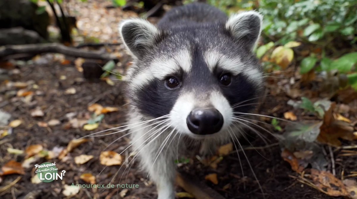 2capsproduction's tweet photo. Replay disponible 💻✅ de notre émission #PourquoiChercherPlusLoin intitulée #AmoureuxDeNature🌿 diffusée hier sur @France3tv Grand Est 😉📺#DindeRouge🦃 #ParcLoups🐺 #PeintureNaturelle🎨 #VillageNature🌲➡️https://t.co/1J2ZACqtRr⬅️ https://t.co/8PrsB2BwM2