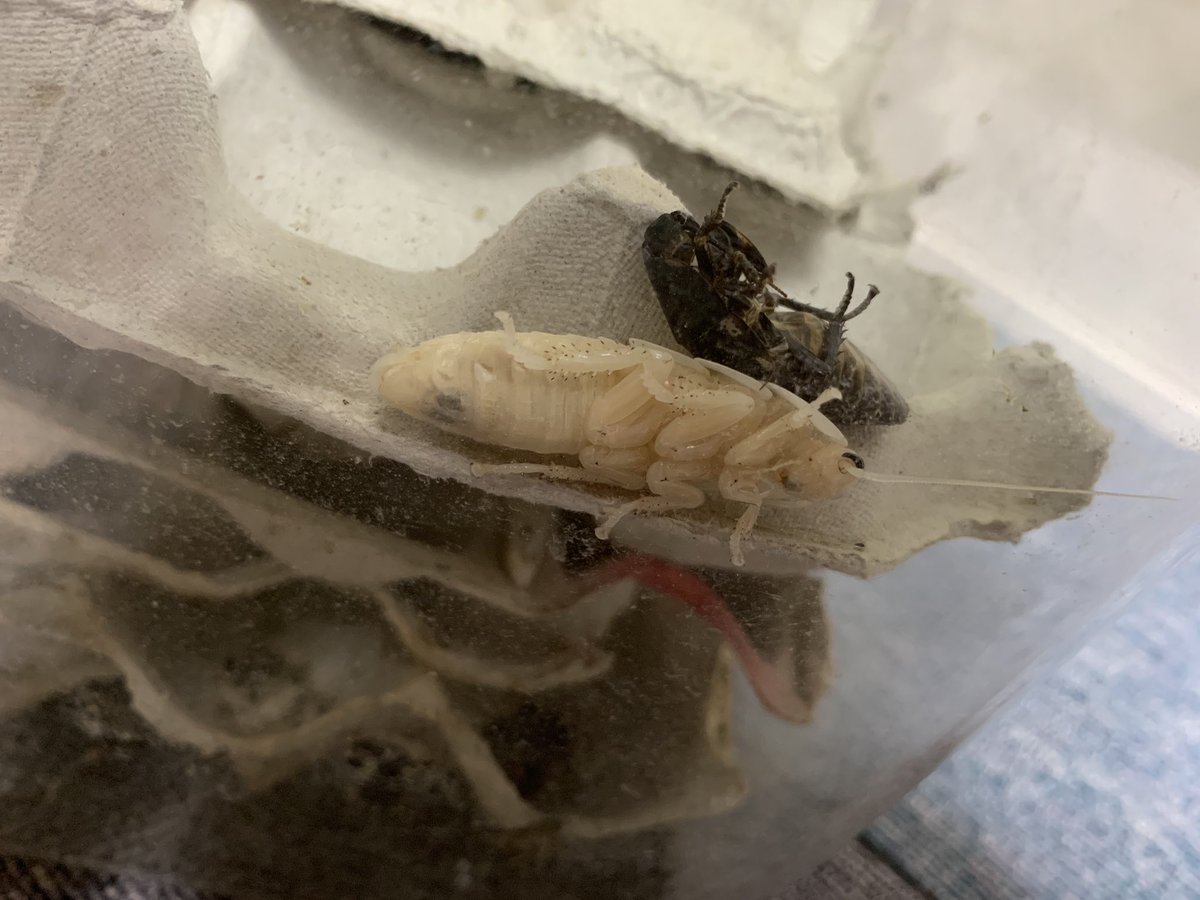 雨夜ツノッピくん 脱皮後のゴキブリと脱皮中のゴキブリに 遭遇いたしました ケースが汚れているから 後で掃除しなきゃ ゴキブリ 爬虫類 脱皮