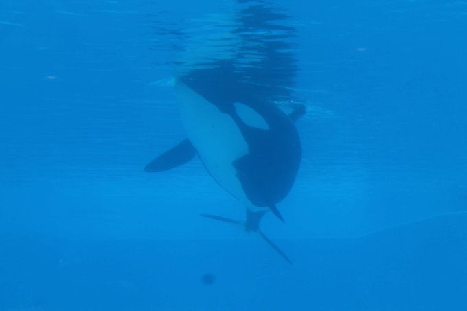 PETAUK's tweet image. Animals are not ours to use for entertainment. RETWEET if you know orcas belong in the ocean.