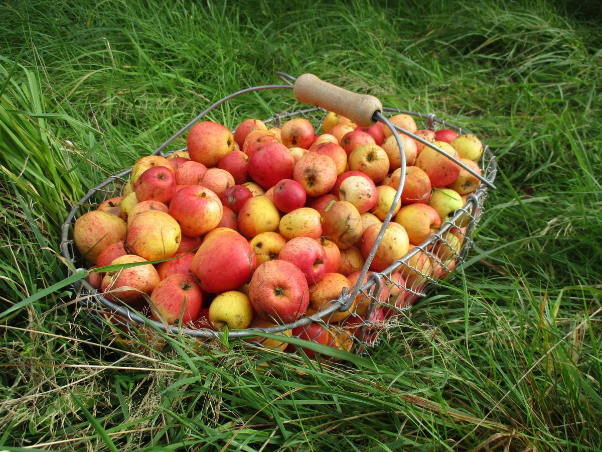 foodhackingbase's tweet photo. I'm running a crowdfunding campaign to get my first commercial cider into bottles, another step to change a hobby passion to profession. Any help is appreciated! https://t.co/JM0doyV32O https://t.co/R1LKZgGDpk