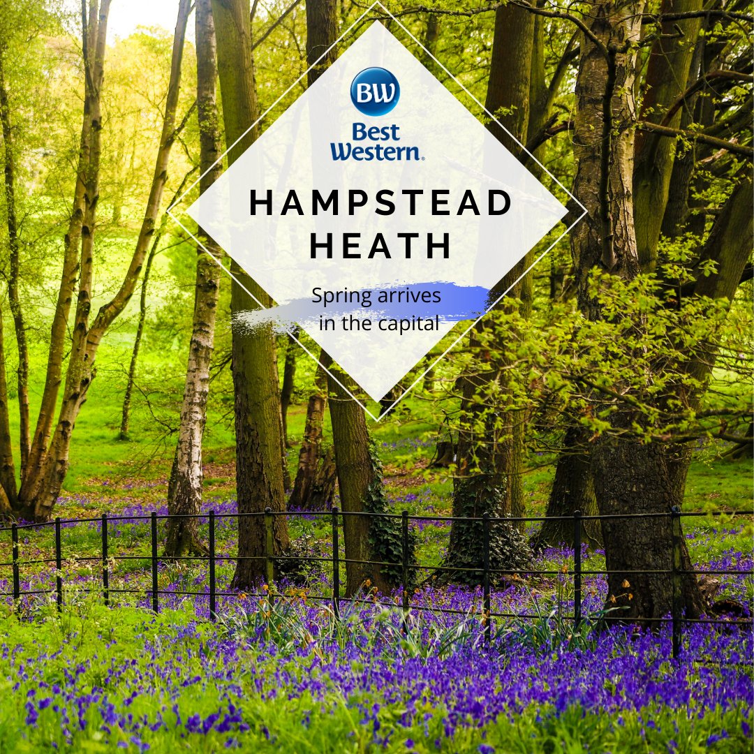 It's time to say 'hello' to #March! Head to Hampstead Heath to look for signs of spring.
Our location gives you easy access to the place.
@BestWesternGB
.
.
#London #holiday #stay #Spring #spring2020 #fun  #hotelLondon #londontravel #HotelBooking #londoner #londonstyle
