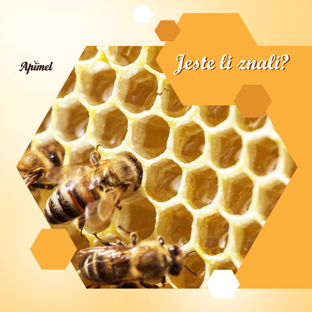 Apimel_doo's tweet photo. Pčelama propolis služi kao antiseptik za obranu ličinki i zaliha meda od mikrobnih infekcija!🐝🍯
Zdravlje cijele košnice pčele osiguravaju proizvodeći svoj vlastiti antibiotik - PROPOLIS 💪

Priroda nam je dala najbolji primjer antibakterijske zaštite, na nama je da ju slijedimo https://t.co/sEhWmylJoK
