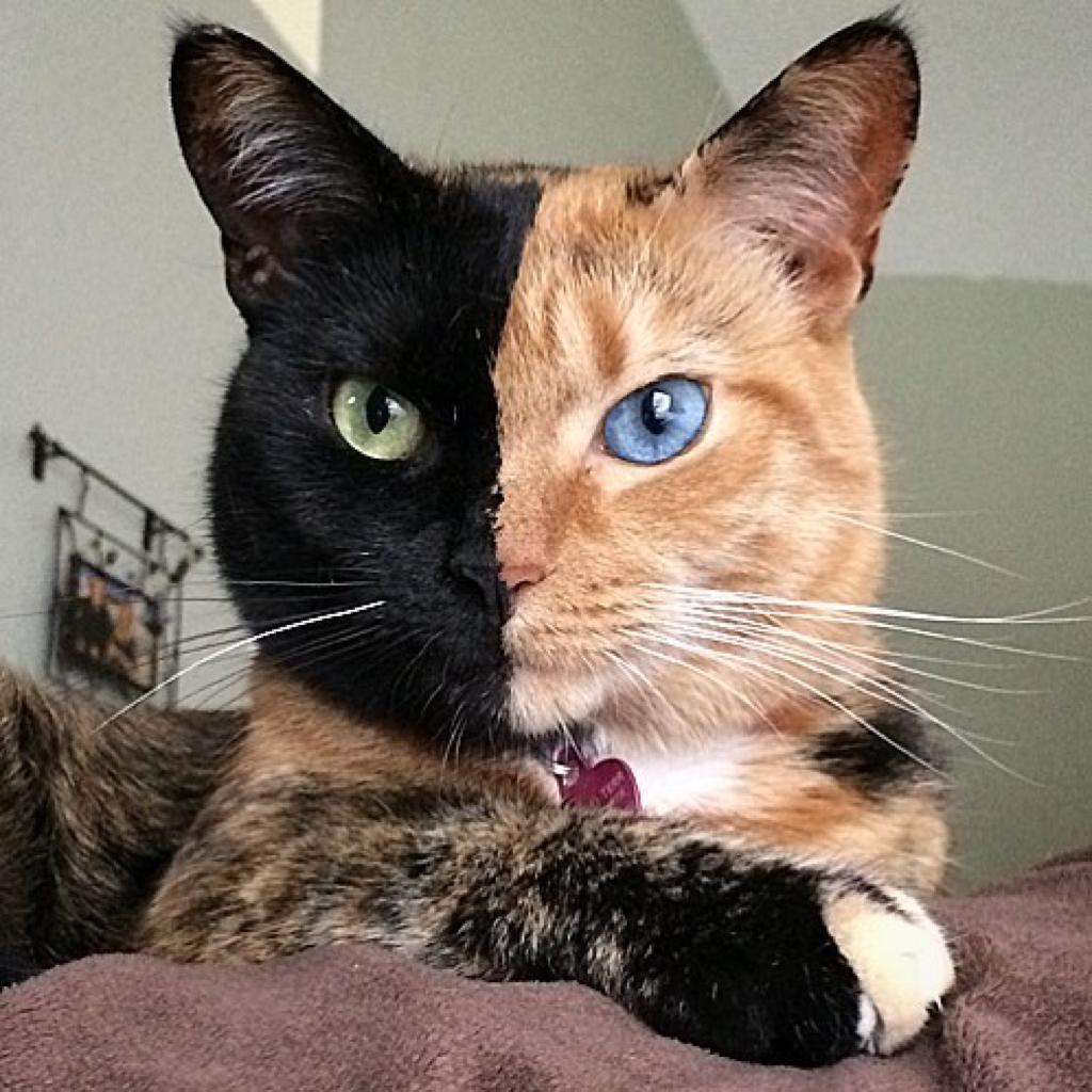 Кошка Венера