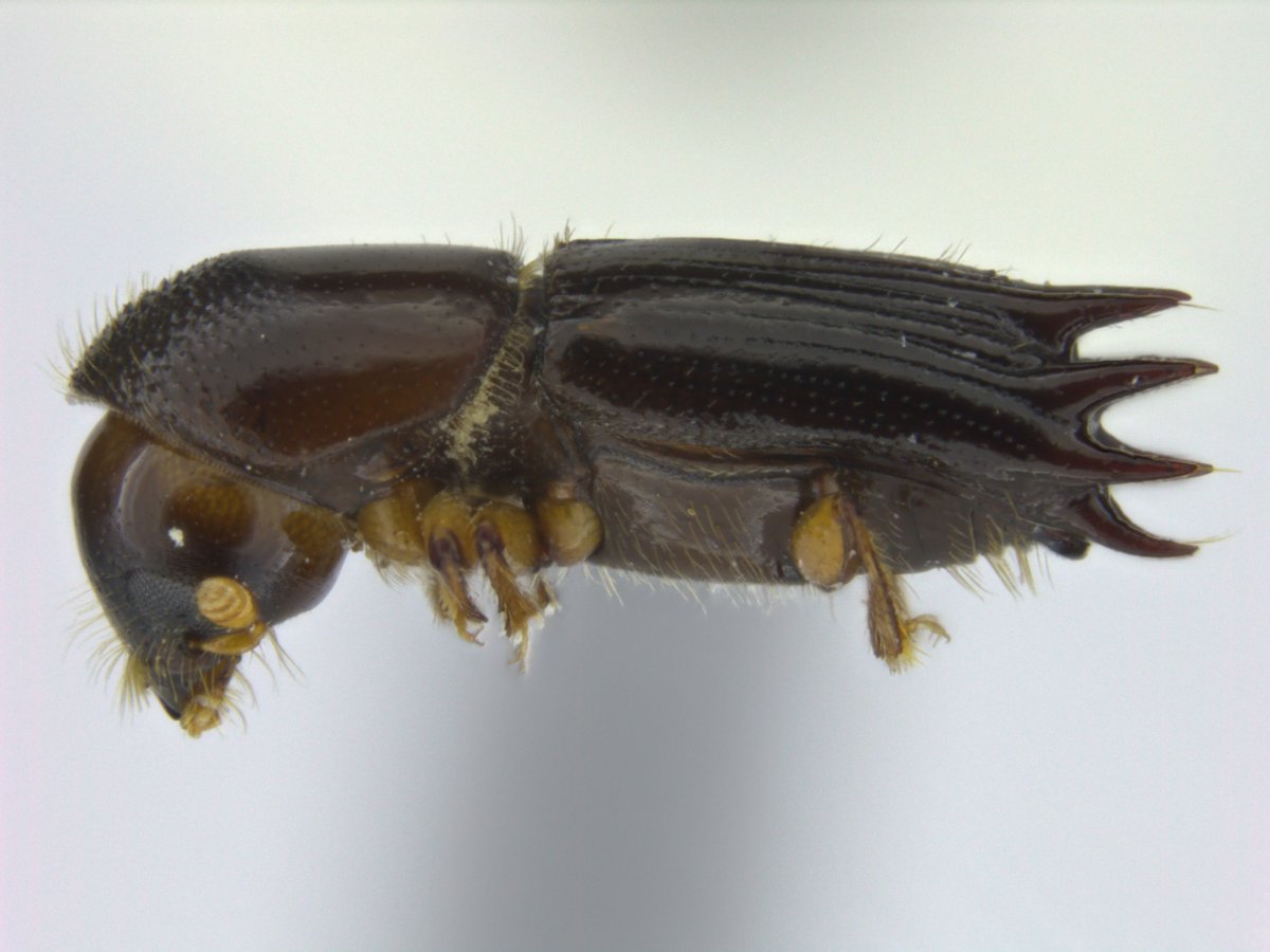 NHMuseum_Bergen's tweet photo. A new paper out on #DNA_barcoding of @scolytine #ambrosiabeetles in Asia, with a small contribution from @BjarteHenry @UiB_museet: https://t.co/zohDzGYKOl https://t.co/XAJ2ntfke3