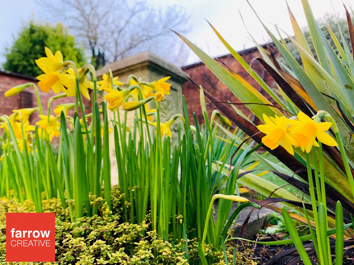 creativefarrow's tweet photo. Where did #February go?! We've been busy at #FarrowCreative HQ - do get in touch if you'd like to discuss #graphicdesign, a new #website, or how beautiful #daffodils are. Don't they just make you feel #happier?!
sam@farrowcreative.co.uk #springhassprung #hampshire #surrey https://t.co/1JwKX7qhkE