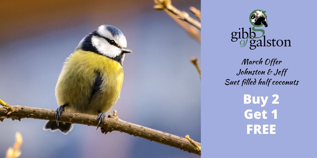 If you haven't got a tree to dangle these from - a whirligig works just as well at this time of year - Get 3 suet filled 1/2 coconuts for the price of 2 this month #cheap #rspb #wildbird feeds.gibbofgalston.co.uk/product/suet-b…