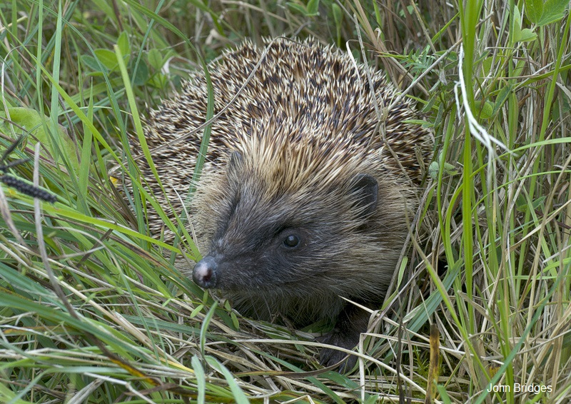 WildlifeTrusts's tweet photo. "By not using slug pellets, you not only save the hedgehog but also allow it to eat up your slugs" 
Wildlife census shows that saving wildlife can start in our garden! >> https://t.co/t2jPfsfzRe 🦋🌳🏡 https://t.co/m8XJA0WUN4
