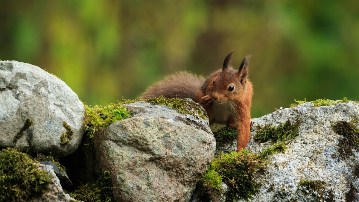 redsquirrelsw's tweet photo. :D A project which saw red squirrels relocated from #Moray to repopulate another part of #Scotland has been declared a success.
#redsquirrels #redsquirrel #redsrule #redsquirrelsrule #redsquirrelsouthwest #saveoursquirrels #britishredsquirrel
https://t.co/gWd6YxIduO https://t.co/awI5VzHj5C
