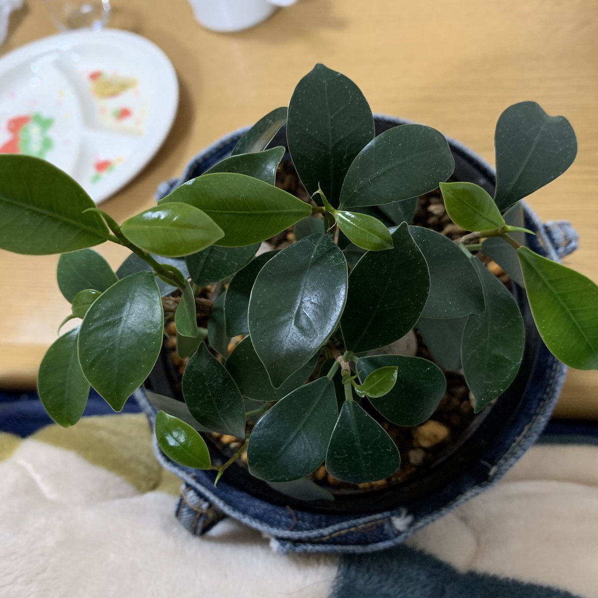 マジェリン No Twitter どうぶつの森チョコエッグのリリアンを観葉植物のガジュマルに飾りました 春に向けて新芽も出てきて一層かわいい デフォルメされたどうぶつ作品って可愛くてずっと見てられるわ ガジュマル どうぶつの森 どうぶつの森