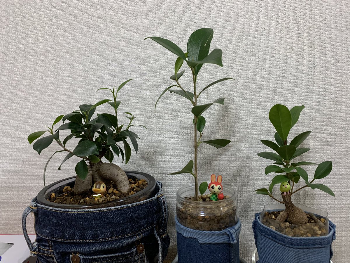 マジェリン No Twitter どうぶつの森チョコエッグのリリアンを観葉植物のガジュマルに飾りました 春に向けて新芽も出てきて一層かわいい デフォルメされたどうぶつ作品って可愛くてずっと見てられるわ ガジュマル どうぶつの森 どうぶつの森