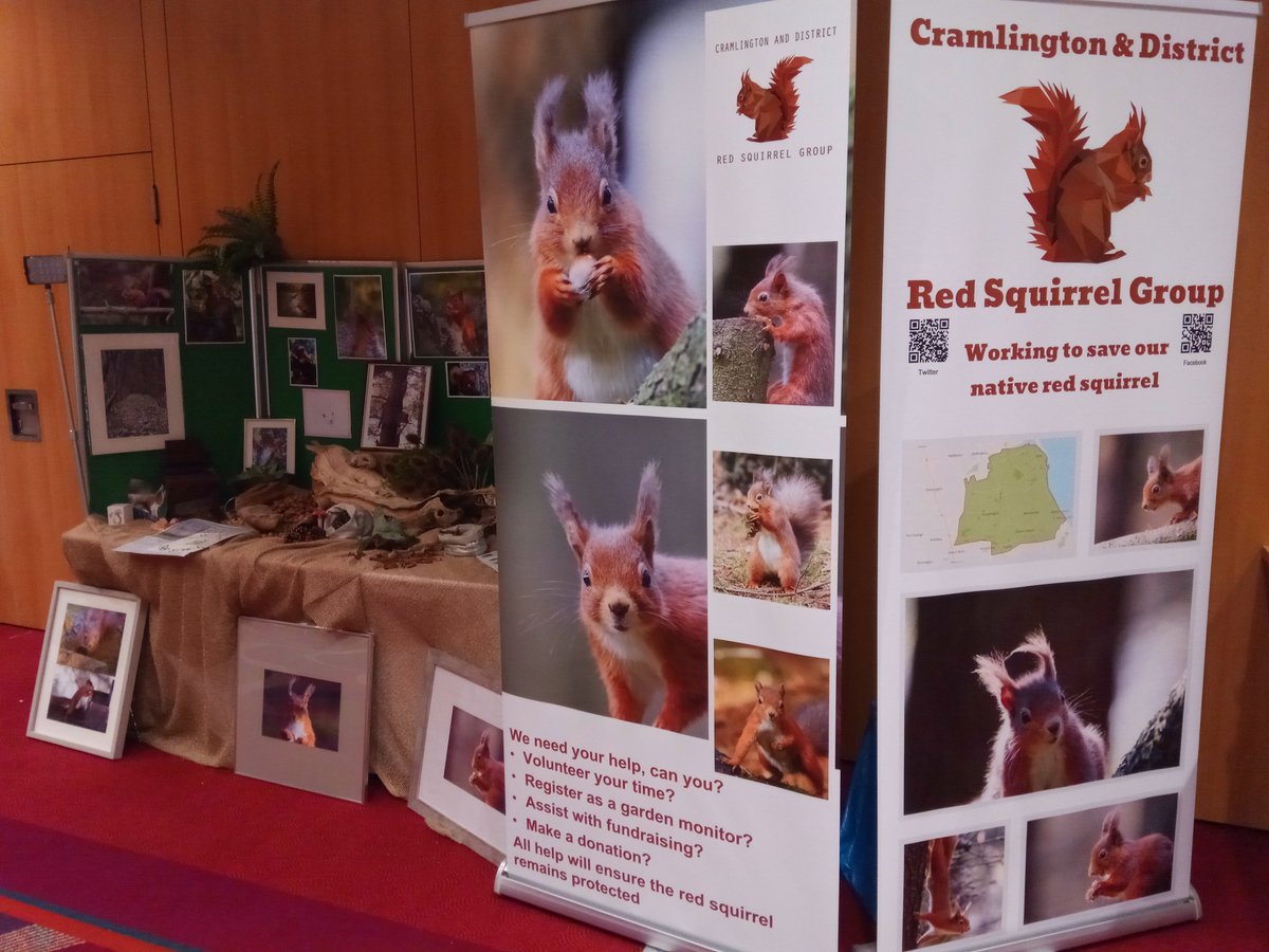 Support <a href="/CramlingtonRed/">Cramlington & District Red Squirrel Group</a> and follow their important work to save #redsquirrels in the #Cramlington, #Blyth, #SeatonDelaval, #NewHartley, #SeatonSluice and #Seghill areas of #Northumberland.

#MammalMonday #conservation #wildlife #nature

Their stand @RedSquirrelsUtd Knowledge Fair