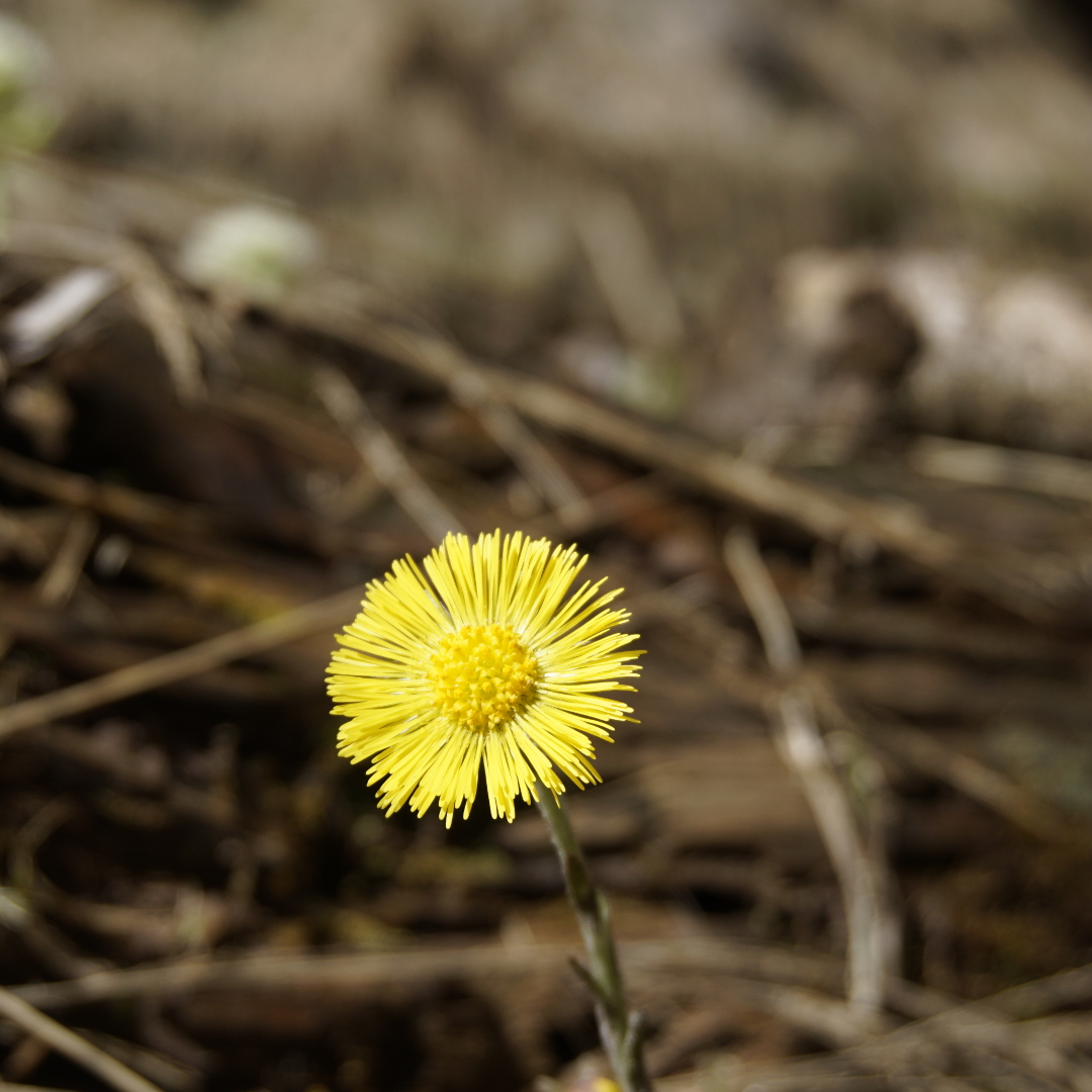 OneViewADay's tweet photo. Just a flower. No clue who it is called. See ya.
#flower #blooming #spring #canyon #flowerphotography #flowerart #yellowflower #blurrybackground https://t.co/PHLjsgroVL