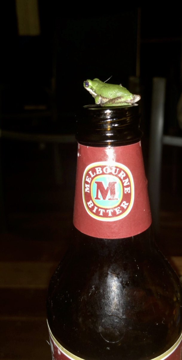 JXCKCYRXS's tweet photo. @MBitterOfficial even the wildlife can’t get enough of you!! 😂 @noosa  #melbournebitter https://t.co/3kAz7SB0zo