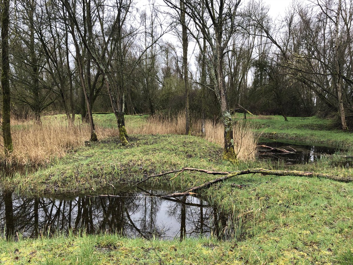 LepineChris's tweet photo. Dans le cadre d’un partenariat avec @vnf_officiel mais aussi @rte_france @RTE_nord, le Conservatoire d’espaces naturels du Nord Pas-de-Calais futur #cen #hautsdefrance préserveles prairies de #millam #nord, l’un des derniers endroits du coin où l’on trouve des rainettes ! https://t.co/HO9YLFtf2B