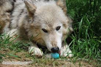 u10433850's tweet photo. Easter is a special time of the year, but so are the wolves. Here at Save the Wolves we are offering a £3 donation to support our project and in doing so you will receive a Wolf Easter Egg with your name on it as a gift for your support. https://t.co/HrvdoFDNDC