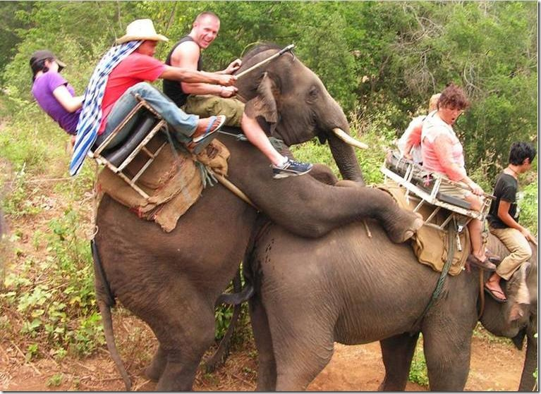 SEAFARERDIVERS's tweet photo. THAILAND (Tourism - Environment) - QUESTIONNING THE HERD MENTALITY - THE LONG TRADITION OF ELEPHANT RIDES IS UNDER SCRUTINY OVER ETHICAL CONCERNS
Monday 02 March 2020 at 06:38 - Writer: Dusida WORRACHADDEJCHAI

https://t.co/zYyadxDdqy https://t.co/jhYQEvt9Yf