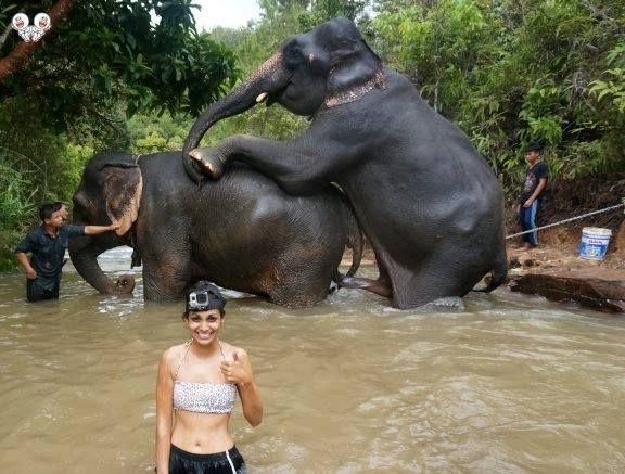 SEAFARERDIVERS's tweet photo. THAILAND (Tourism - Environment) - QUESTIONNING THE HERD MENTALITY - THE LONG TRADITION OF ELEPHANT RIDES IS UNDER SCRUTINY OVER ETHICAL CONCERNS
Monday 02 March 2020 at 06:38 - Writer: Dusida WORRACHADDEJCHAI

https://t.co/zYyadxDdqy https://t.co/jhYQEvt9Yf