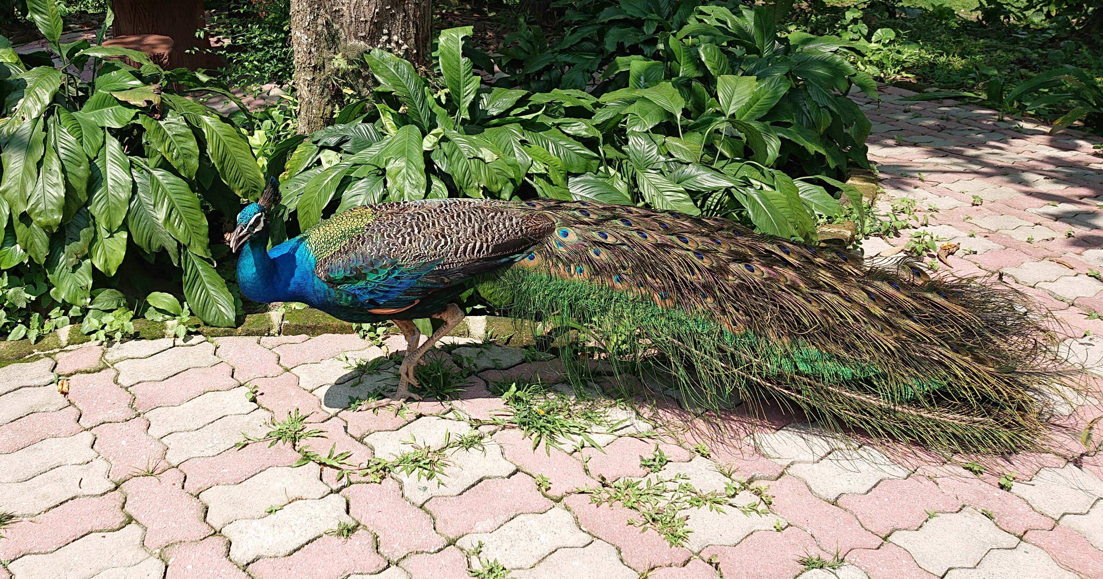 Kei English Playground 唐突に クジャクの使い分け オス Peacock メス Peahen 両方 Peafowl Cock は雄鳥 Hen は雌鳥 Fowl は区別なく鳥 これさえ分かれば 他の鳥でも 多分 大丈夫 ハワイも マレーシアの動物園も