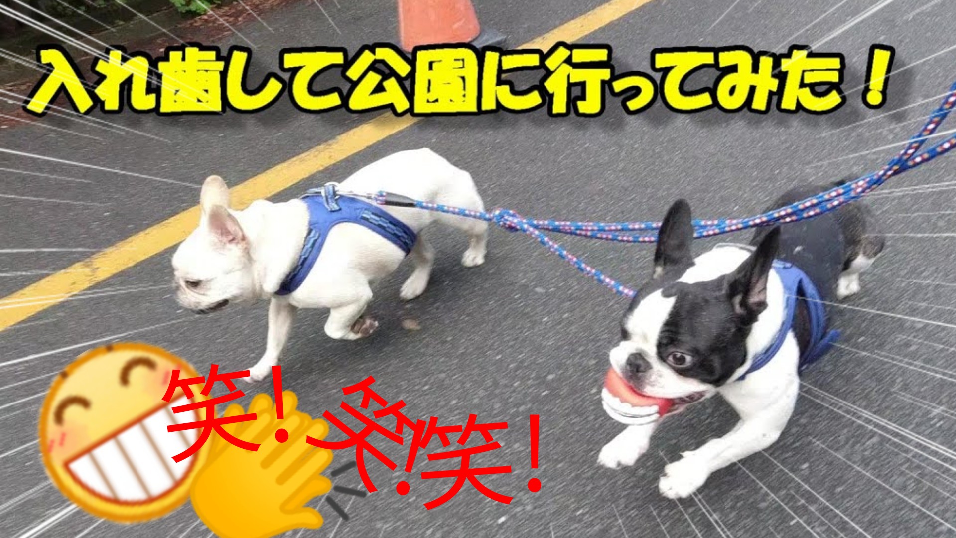Nana Goro Shion 入れ歯して公園に行ったフレンチブルドッグ 入れ歯して外に出た詩音を見た人達の反応は 今日の動画は こちらです T Co Au1uqucgvx Frenchbulldog 入れ歯 Youtuber Doglovers Healing Funny 法国斗牛犬 Frenchbulldogs Nana Goro Shion 入れ歯して公園に行ったフレンチブルドッグ 入れ歯して外に出た詩音を見た人達の反応は 今日の動画は こちらです T Co Au1uqucgvx Frenchbulldog 入れ歯 Youtuber Doglovers Healing Funny 法国斗牛犬 Frenchbulldogs