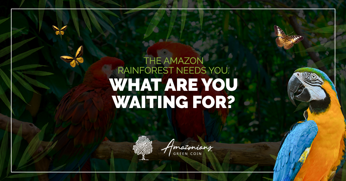 The #amazonforest is rich in life and has many secrets. Recent studies confirm the presence of 29 species of mammals🐆 , 210 species of birds 🦜, 18 species of amphibians 🦎, and 85 species of fish🐟.
We count on you to save the Amazon Forest together.🙏
amazoniansgreencoin.com