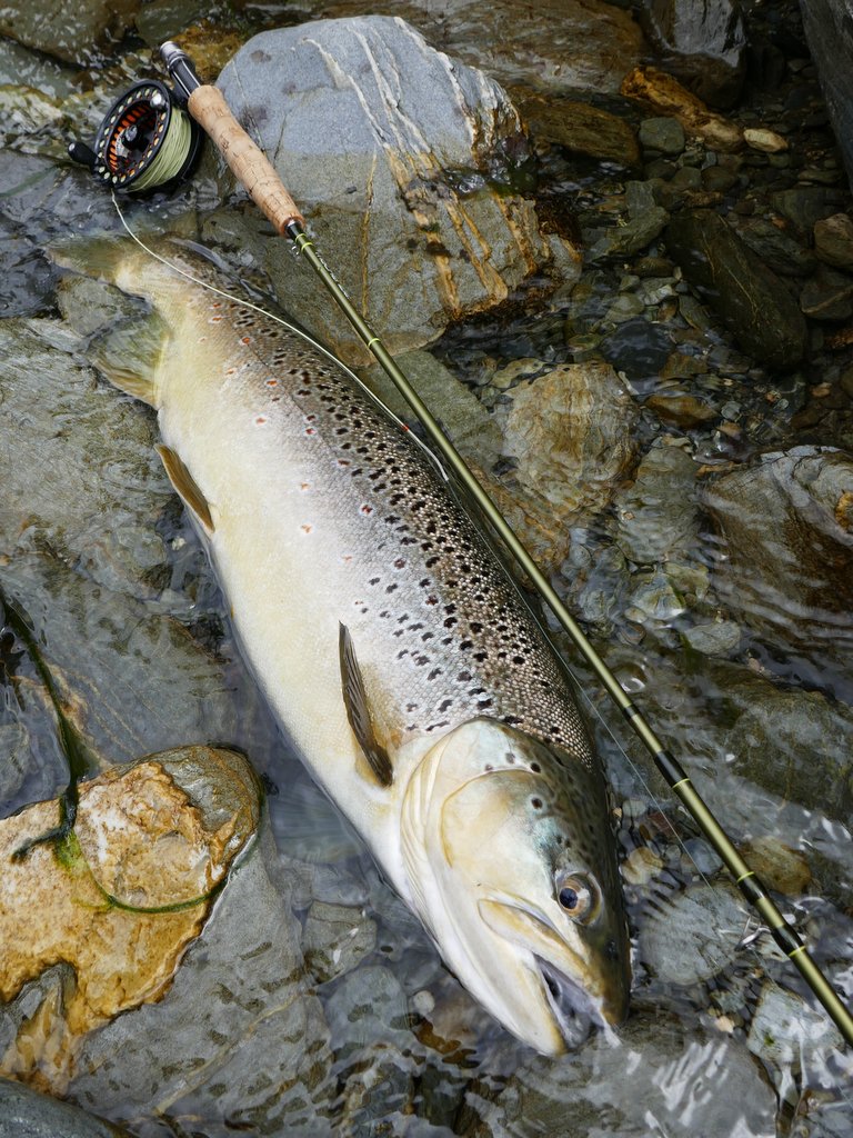 Paul Procter FlyFish tweet media