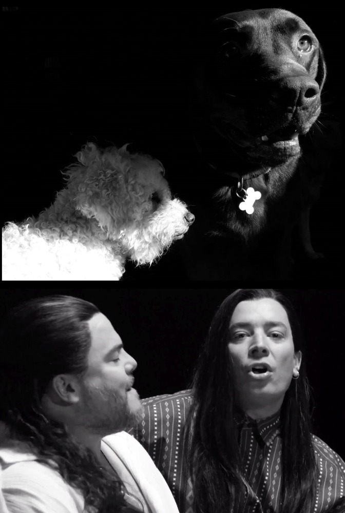 CollinsCanines's tweet photo. "More than words is all you have to do..." 😂

#collinscanines #professionalpetservices #corkcity #ireland @jimmyfallon @jackblack #extreme #chocolatelab #thetonightshow #cutedogs #morethanwords #lifeimitatesart #chocolatelab #bichon #adoptdontshop https://t.co/ZsH1bWw8Rm