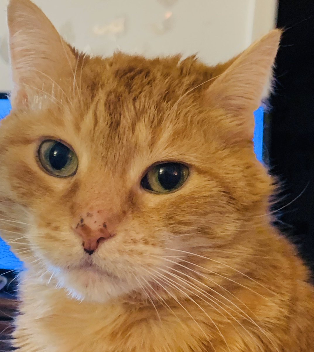 Going live tonight on Facebook @ 7 est Pansy little meow all your questions interpreted by her mom