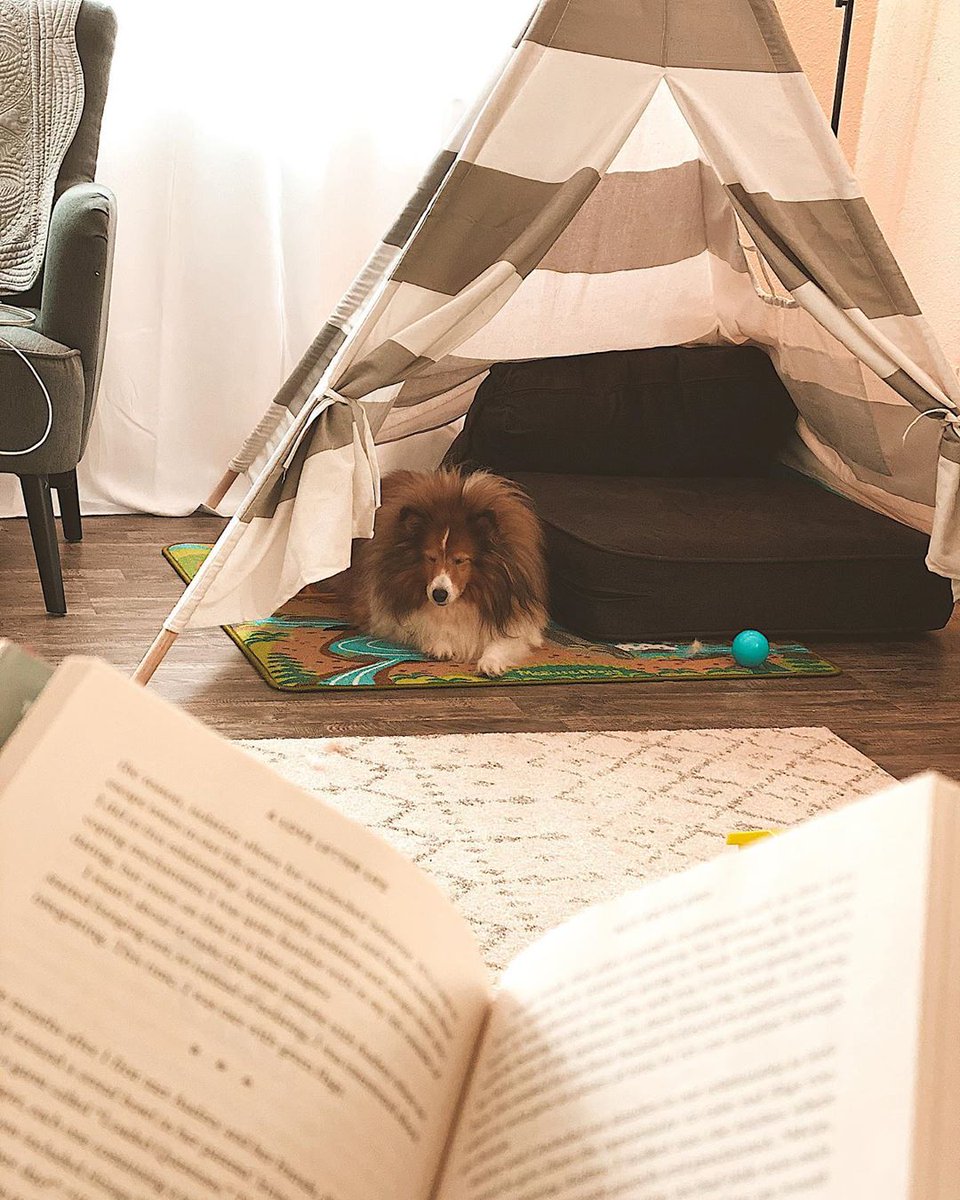 my_waggles's tweet photo. This is how Chelsea and her pup celebrate National Read Across America day!  📚📖🔖

#waggles #dog #dogs #dogsofig #reading #dogreading #woof #dogmoms #dogmom #doggy #pup #book #nationalreadacrossamerica #reader https://t.co/OSWUVou0an
