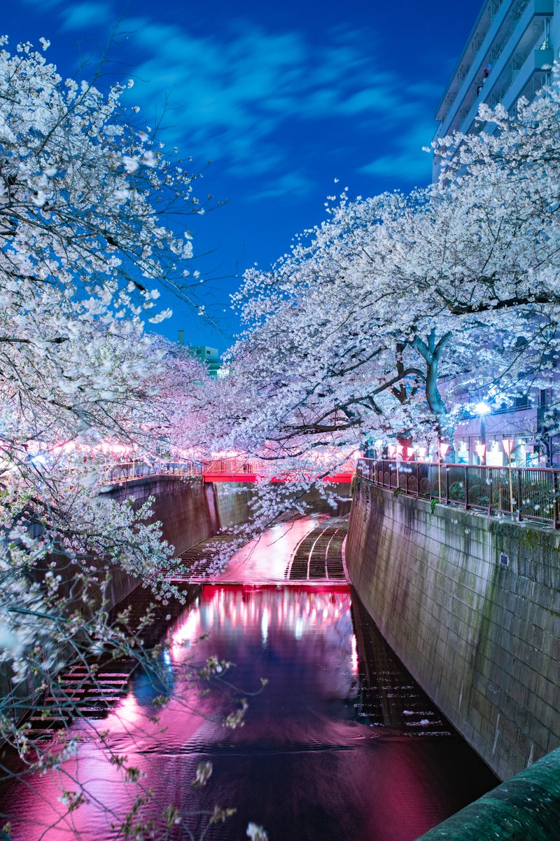 kurouzu_setsuna's tweet photo. 去年の目黒川の桜。
今年は開花が少し早いそうで。
コロナの影響で、混雑は去年よりは軽減するのでしょうか。
近くに住んでる勢なので、ゴミのポイ捨てが減るのがいいことかもしれない。
Location : #目黒川
#桜 #さくら #sakura #cherryblo
#花見 https://t.co/xCSq6KsXT8