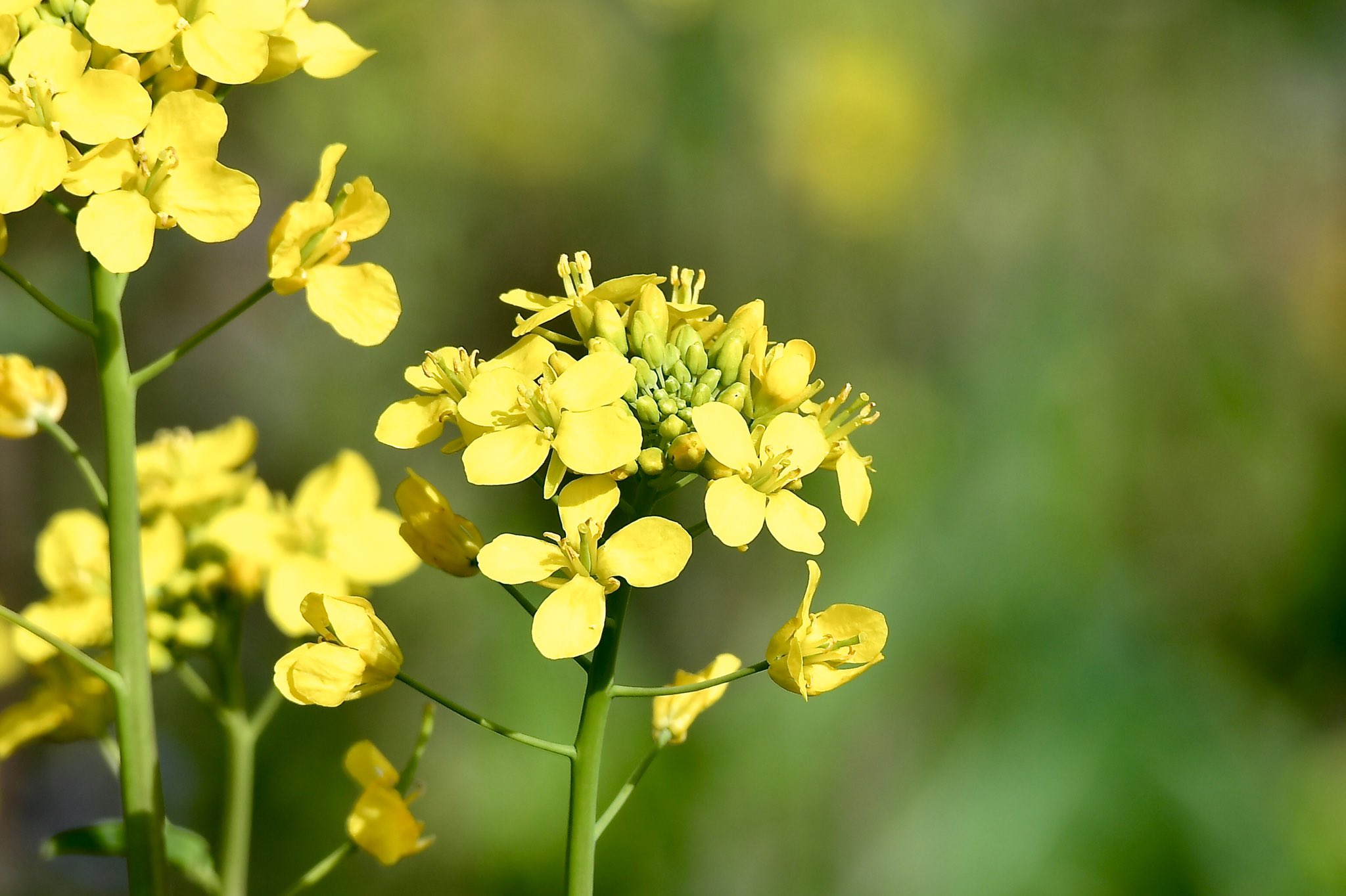 寫眞家 千田 愼二 公式 A Twitteren 菜の花 菜の花 アブラナ ともいいます 種は 菜種油になり葉や茎は 食用になるので 無駄のない植物 ですね 菜の花 アブラナ 菜種油 春の花 花の写真 Nikon Nikkor 撮影千田慎二 T Co Xuvomjtcxv Twitter