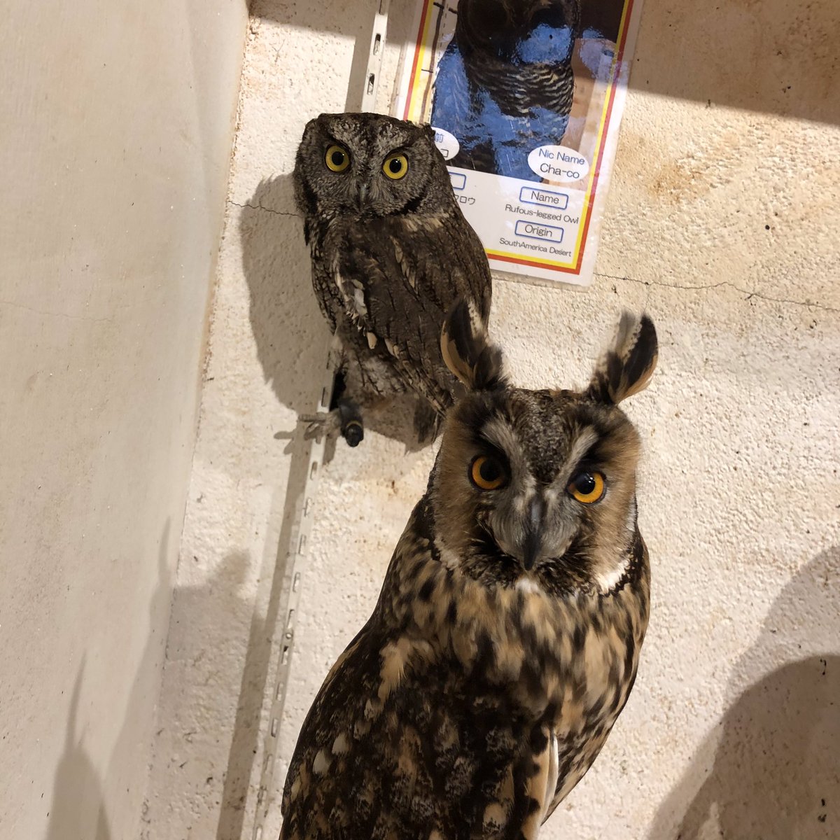 ふくろうのいるカフェ天神 على تويتر 当店のスパイダーマンのニシアメ西山守くんです 手前はトラフズクのトラさんです ふくろうの いるカフェ天神 ふくろうカフェ ふくろう販売 フクロウカフェ フクロウ販売店 ニシアメリカオオコノハズク ニシアメ ふくろうのいるカフェ天神 على تويتر 当店のスパイダーマンのニシアメ西山守くんです 手前はトラフズクのトラさんです ふくろうの いるカフェ天神 ふくろうカフェ ふくろう販売 フクロウカフェ フクロウ販売店 ニシアメリカオオコノハズク ニシアメ