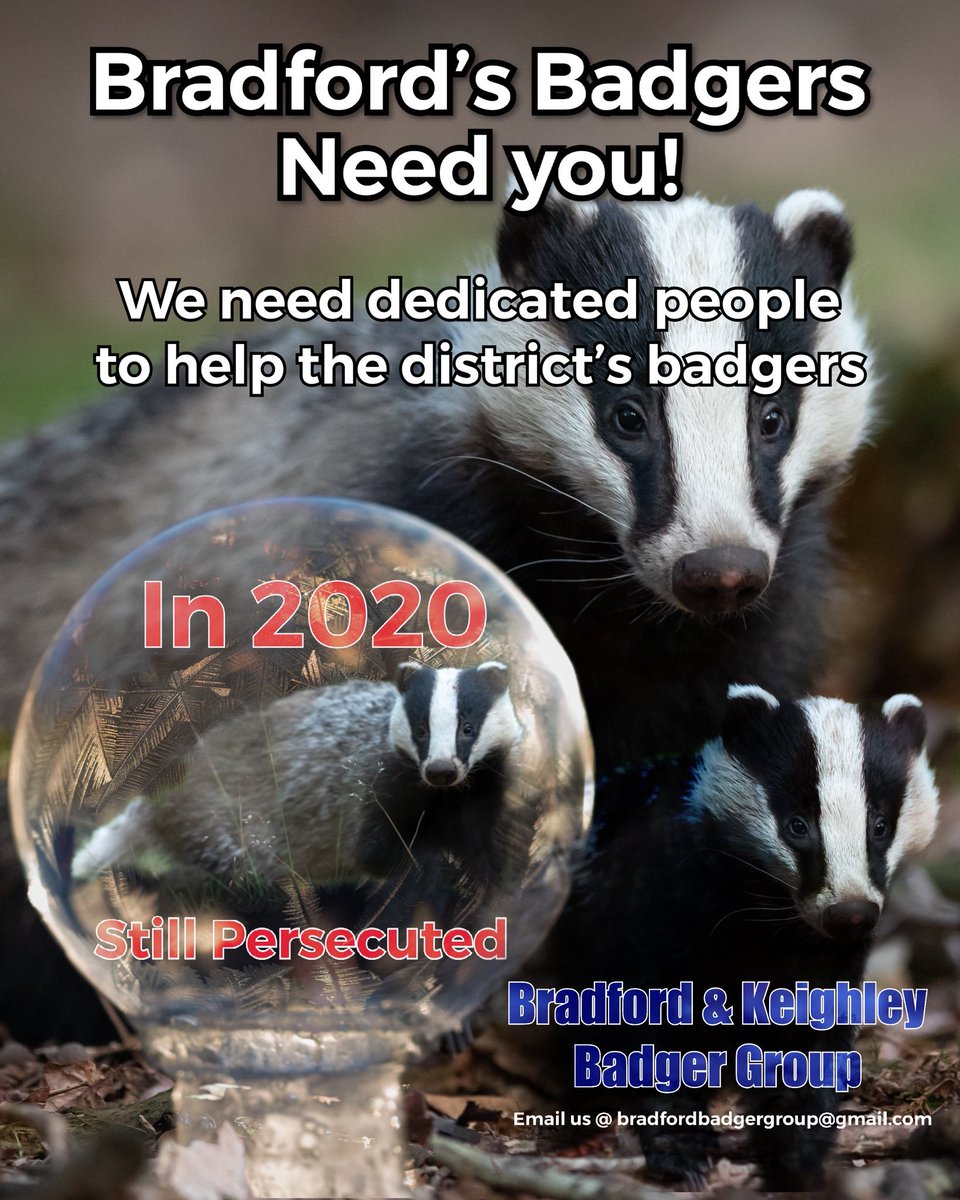 AmeleaTeckel's tweet photo. #MondayMotivation from @group_badger
"Our roads are a dangerous place for #wildlife with over 50,0000 badger road casualties every year.
The @BadgerTrust together with groups are recording these sightings &amp; your sighting will be added to a database."
🙏#stopandcheck
#badgermonday https://t.co/76kCCaEFMq