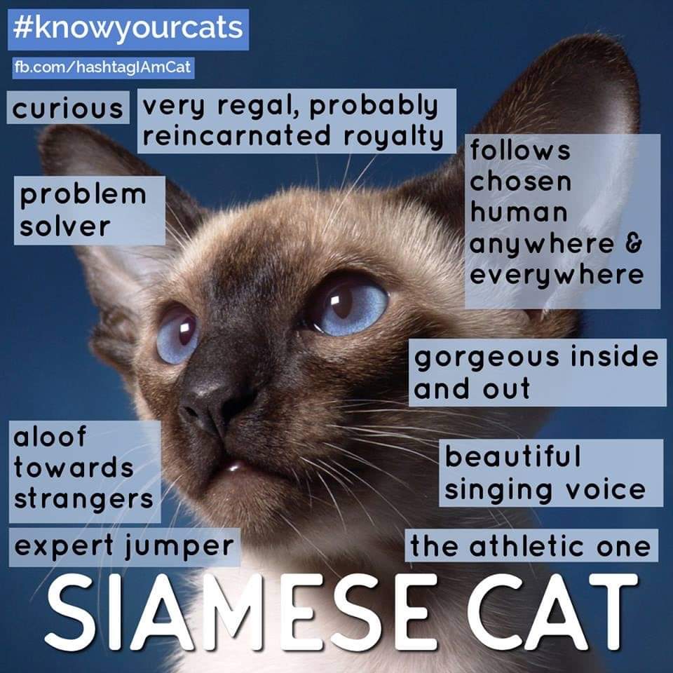 AlanDaffern's tweet photo. #KnowYourCat #Siamese https://t.co/RGRwlhEg45