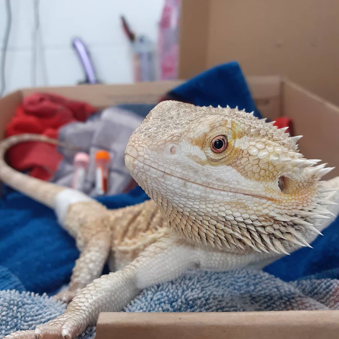 bearded dragon who had a blood sample taken to check for any abnormalities....