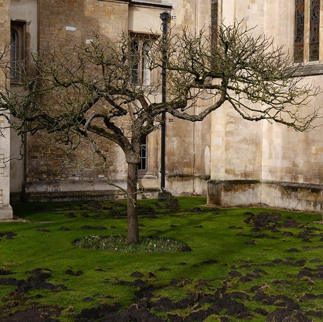 eyefarrell's tweet photo. Please keep off the grass 😬. @extinctionrebellion protest at @trincollcam. #cambridge #climatechange #divest #extinctionrebellion #protest #grass #trinitycollage #tree #divestment https://t.co/c0ddgjsEjs https://t.co/0EodXHWxNW