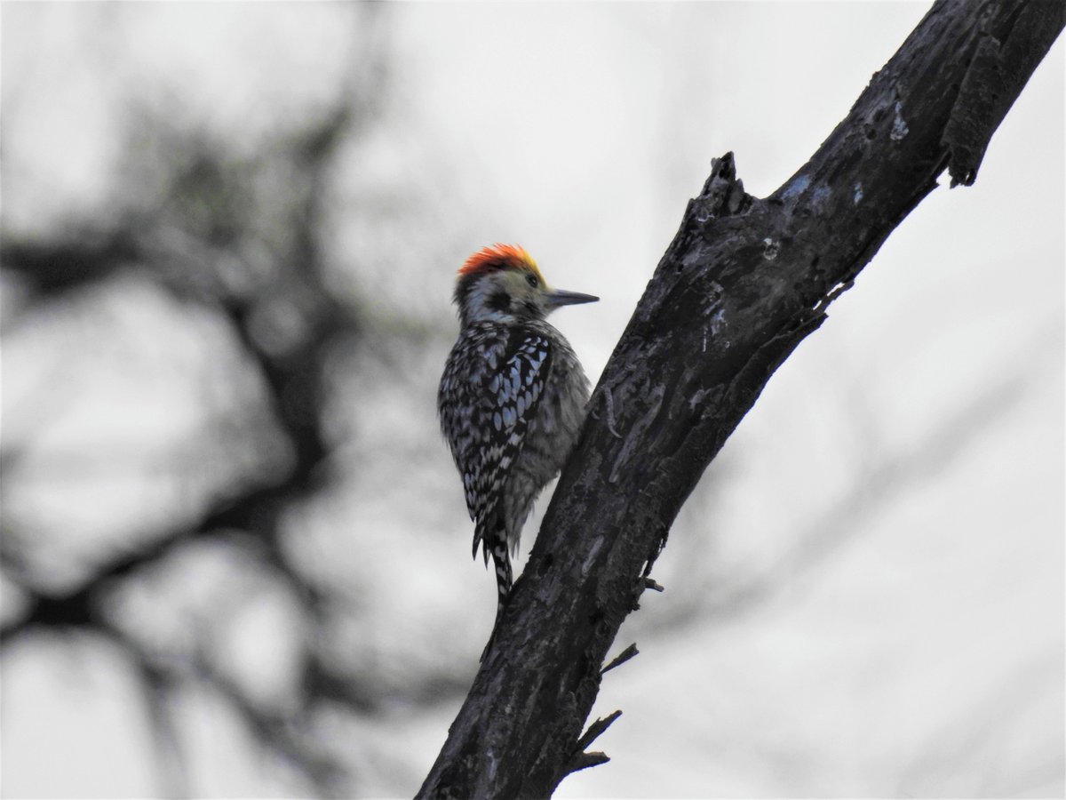 epw_in's tweet photo. @nehaa_sinha The new state of India's birds (SOIB) report is the first attempt to map the health of India's birds- their abundance and range. The report finds that while rare birds are declining, so are once common birds, such as the Yellow-crowned woodpecker (in photo)

#EPWConversations https://t.co/tlULvWKXqP