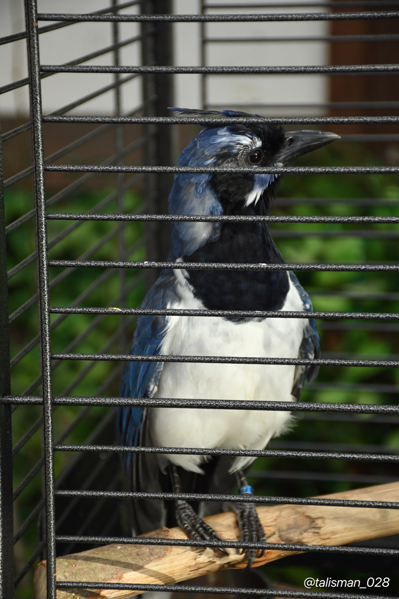 Talisman フクロウさん達が陳列されているエリアの端に 期間限定でコリーカンムリサンジャクという子が展示されていました サンジャクさんを実際に見たのは初めてです コリーカンムリサンジャク 掛川花鳥園 T Co Lyyintjbk4 Twitter