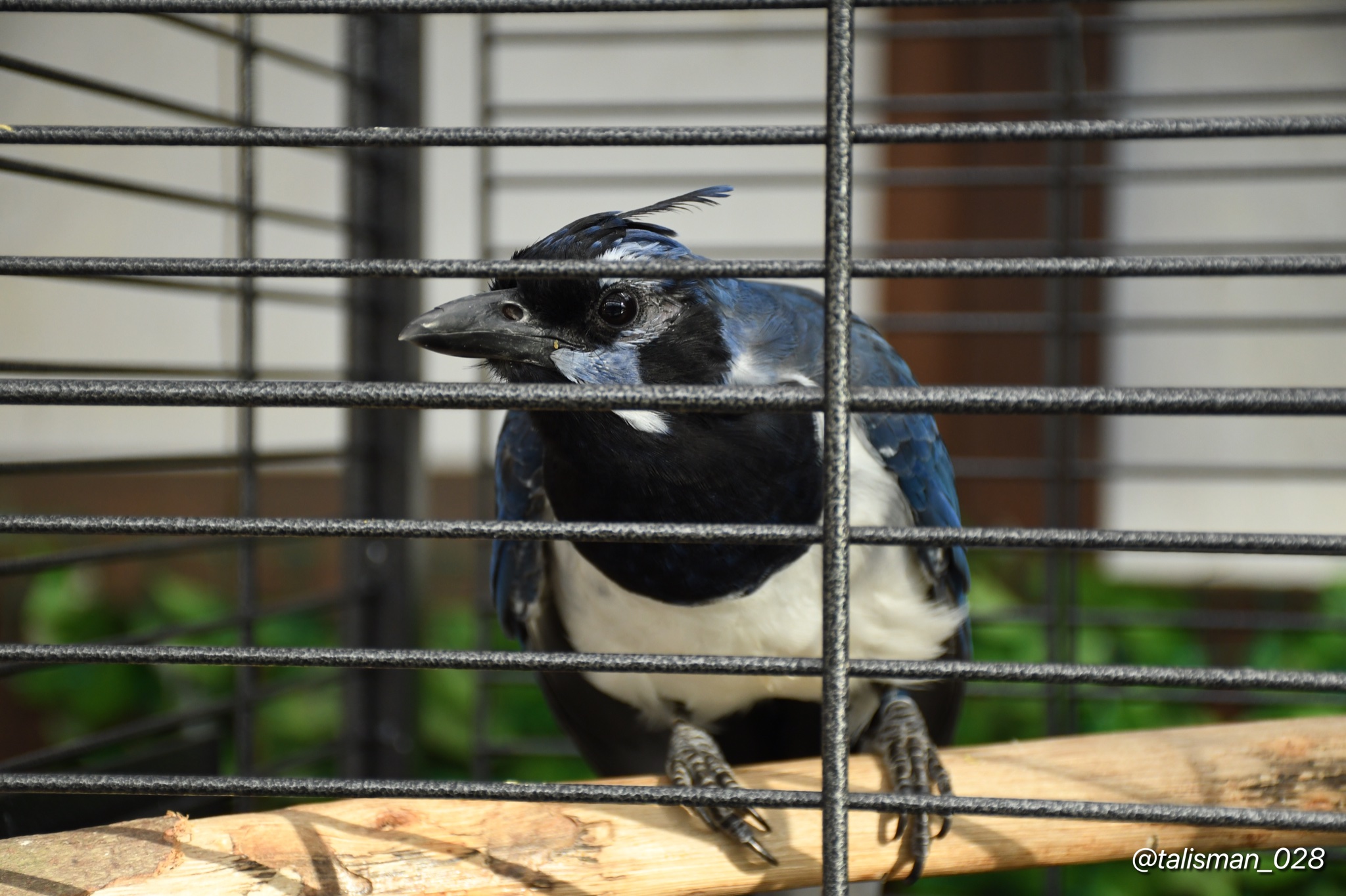 Talisman フクロウさん達が陳列されているエリアの端に 期間限定でコリーカンムリサンジャクという子が展示されていました サンジャクさんを実際に見たのは初めてです コリーカンムリサンジャク 掛川花鳥園 T Co Lyyintjbk4 Twitter