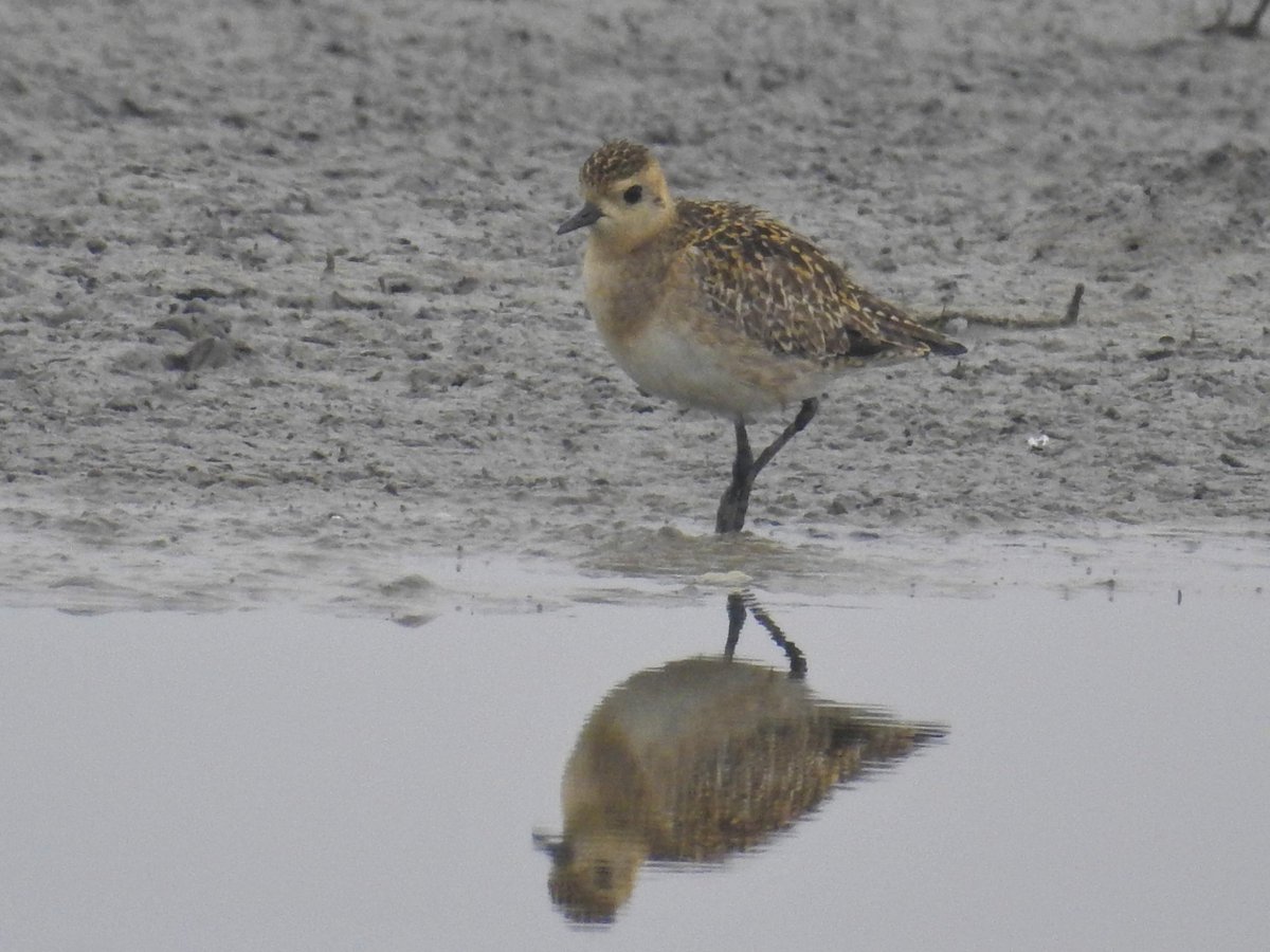 epw_in's tweet photo. @nehaa_sinha 867 bird species were assessed. Out of ones for which data and current/ long-term trends could be gleaned, 52% birds have shown clear decline.

These include birds of prey (such as vultures), coastal migrants like Golden Plover (in pic), and habitat specialists. 
EPWConversations https://t.co/L2Cj16X4O1