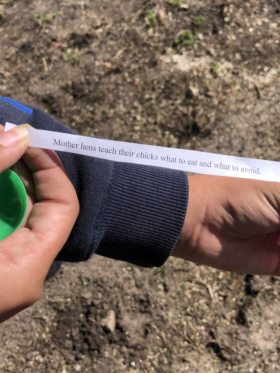 HorizonMiddle's tweet photo. Our agriculture students explored new content about the chickens they are hatching with an eductional egg hunt on Friday! @Osceolaschools #engagementStrategies #focusedOnLearning https://t.co/V5TCdGe7ri