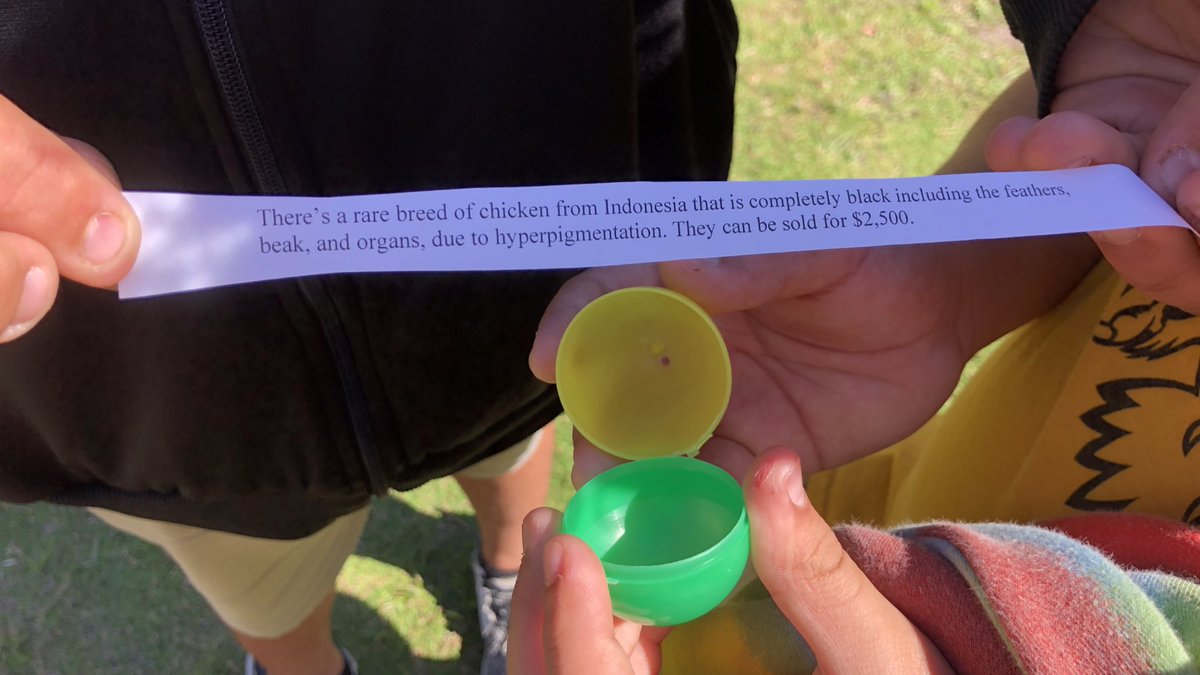 HorizonMiddle's tweet photo. Our agriculture students explored new content about the chickens they are hatching with an eductional egg hunt on Friday! @Osceolaschools #engagementStrategies #focusedOnLearning https://t.co/V5TCdGe7ri