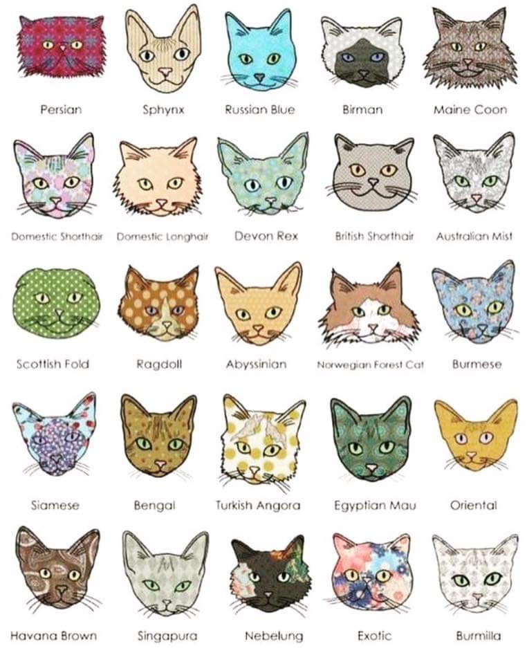 AlanDaffern's tweet photo. #KnowYourCats #CatSpotting https://t.co/M5HV39THQm