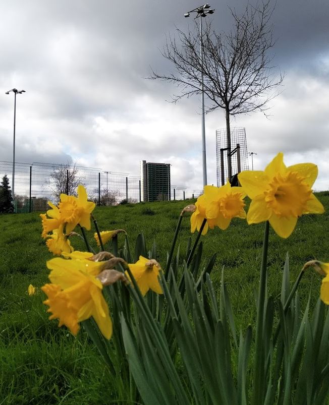 Southwark1869's tweet photo. It's spring in #SouthwarkPark #Rotherhithe #Bermondsey #SE1 #SE16 #London #springflowers #maydewhouse https://t.co/IJNA7wRccV